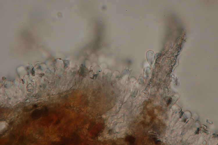 Un Phanerochaete da determinare (Hyphodermella corrugata)